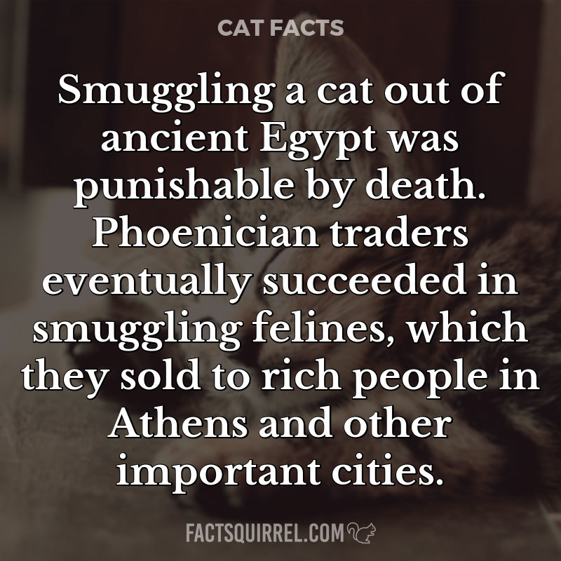 Smuggling a cat out of ancient Egypt was punishable by death. Phoenician