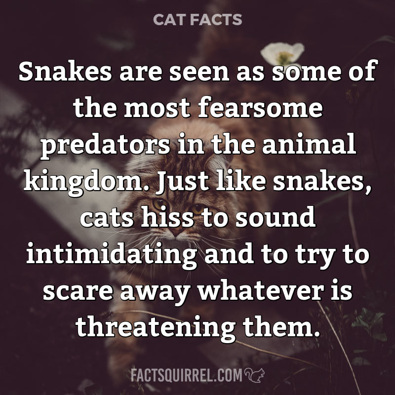 Snakes are seen as some of the most fearsome predators in the animal
