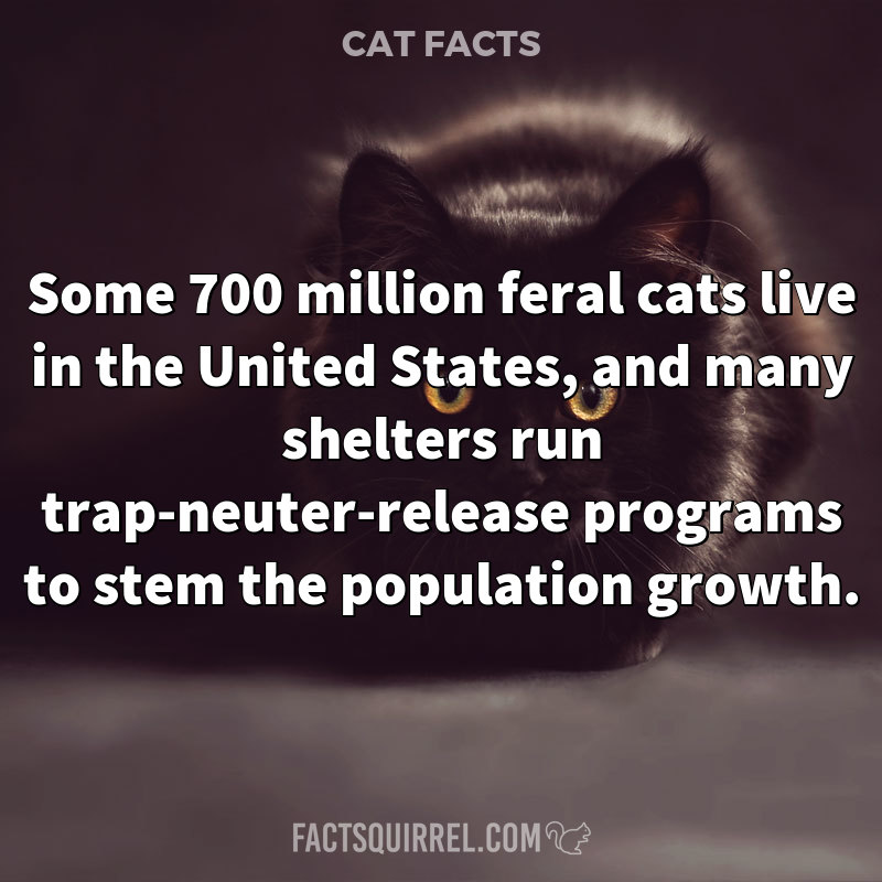 Some 700 million feral cats live in the United States, and many shelters