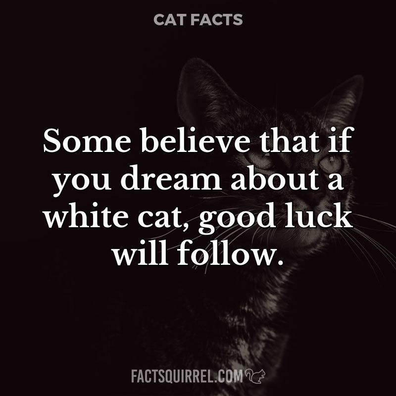 Some believe that if you dream about a white cat, good luck will follow