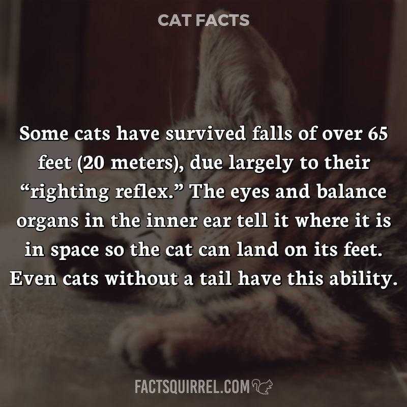 Some cats have survived falls of over 65 feet (20 meters), due largely