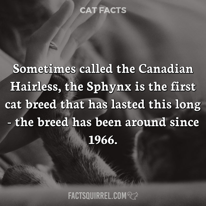 Sometimes called the Canadian Hairless, the Sphynx is the first cat