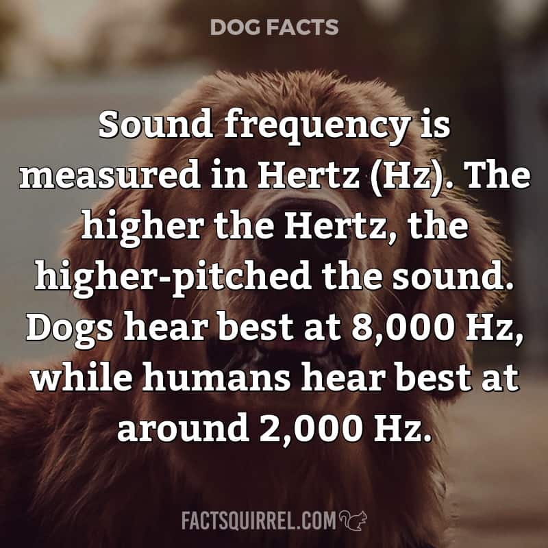 Sound frequency is measured in Hertz (Hz). The higher the Hertz, the higher-pitched the sound. Dogs hear best at 8,000 Hz, while humans hear best at around 2,000 Hz.