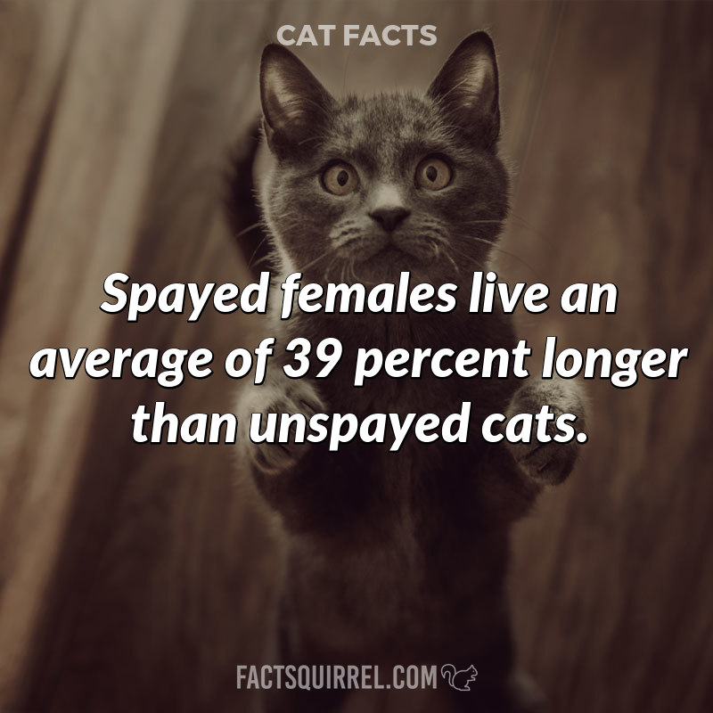 Spayed females live an average of 39 percent longer than unspayed cats