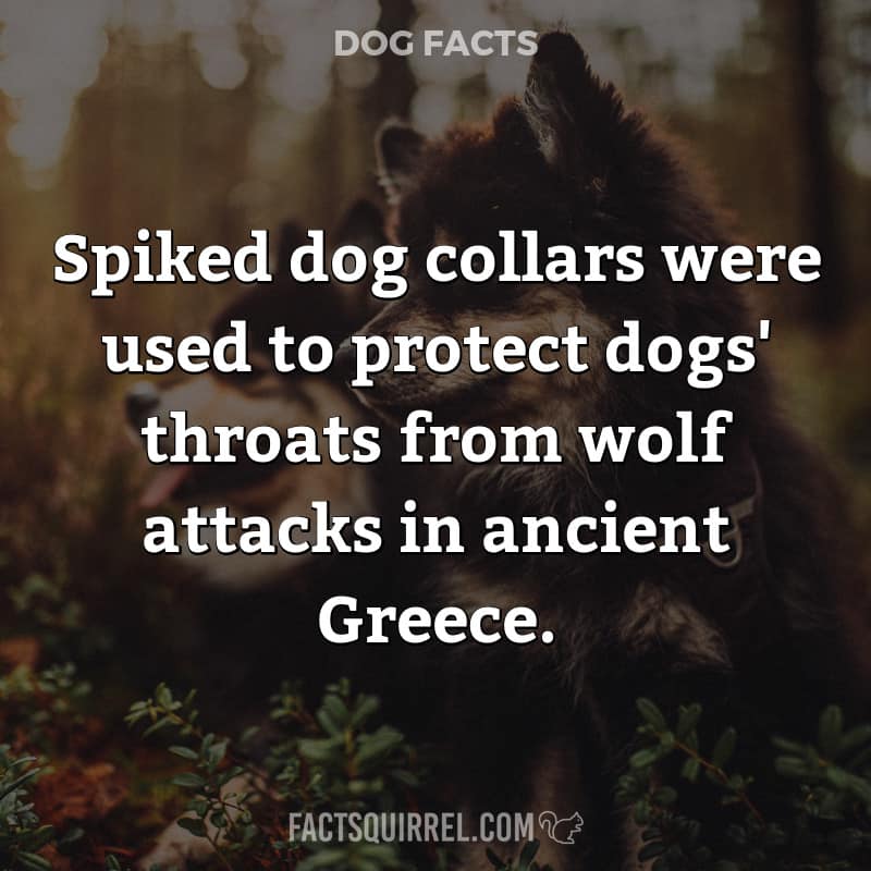 Spiked dog collars were used to protect dogs’ throats from wolf attacks