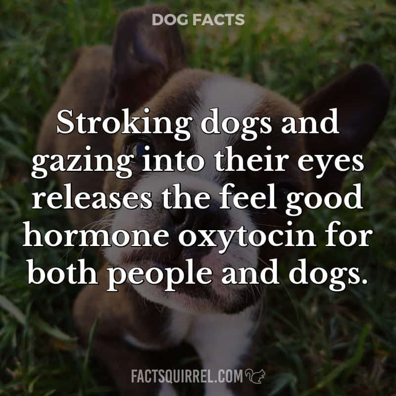 Stroking dogs and gazing into their eyes releases the feel good hormone