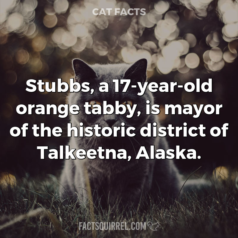 Stubbs, a 17-year-old orange tabby, is mayor of the historic district of