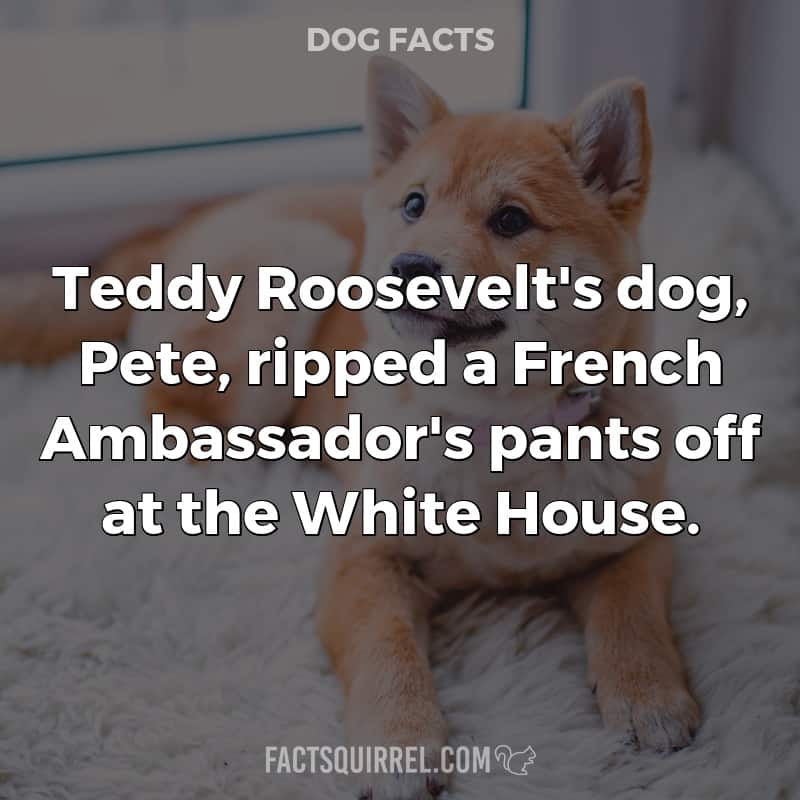 Teddy Roosevelt’s dog, Pete, ripped a French Ambassador’s pants off at