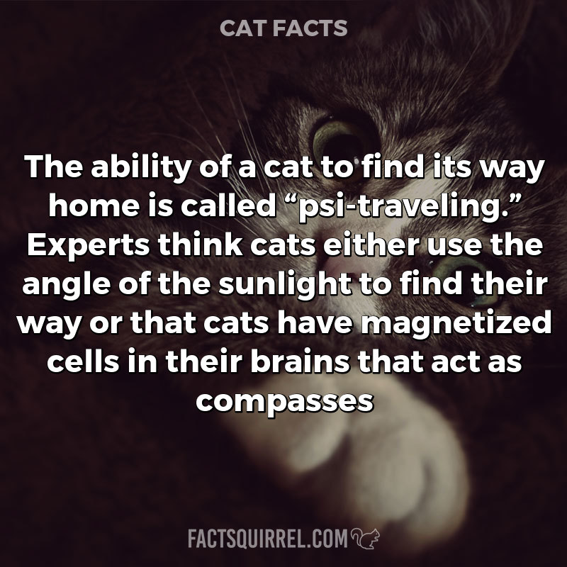 The ability of a cat to find its way home is called “psi-traveling.”