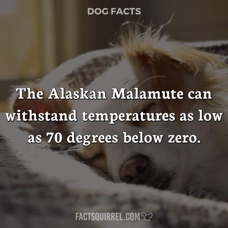 The Alaskan Malamute can withstand temperatures as low as 70 degrees