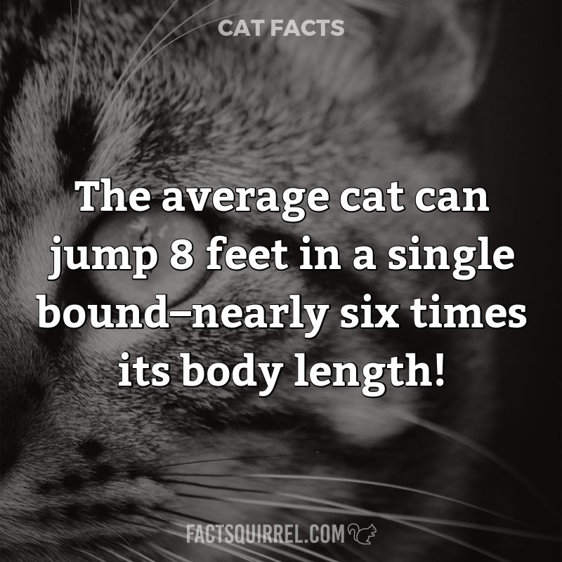 The average cat can jump 8 feet in a single bound–nearly six times its