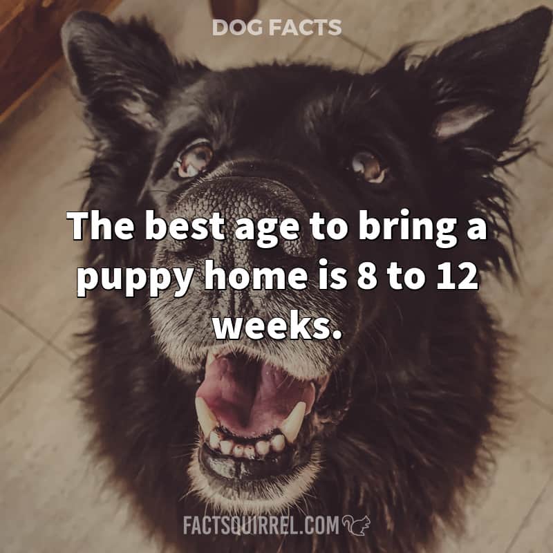 The best age to bring a puppy home is 8 to 12 weeks
