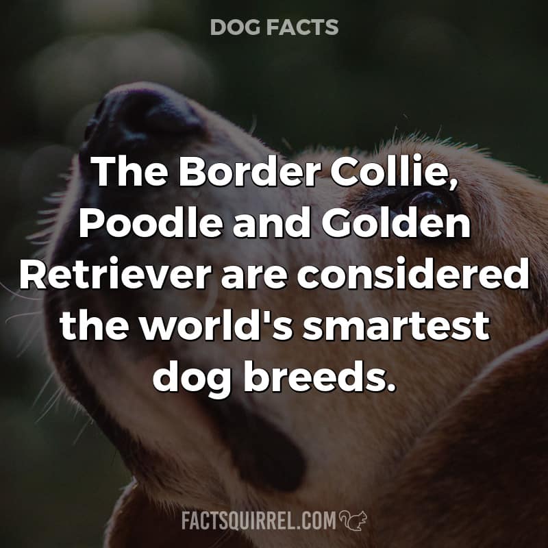 The Border Collie, Poodle and Golden Retriever are considered the