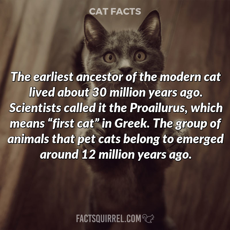 The earliest ancestor of the modern cat lived about 30 million years