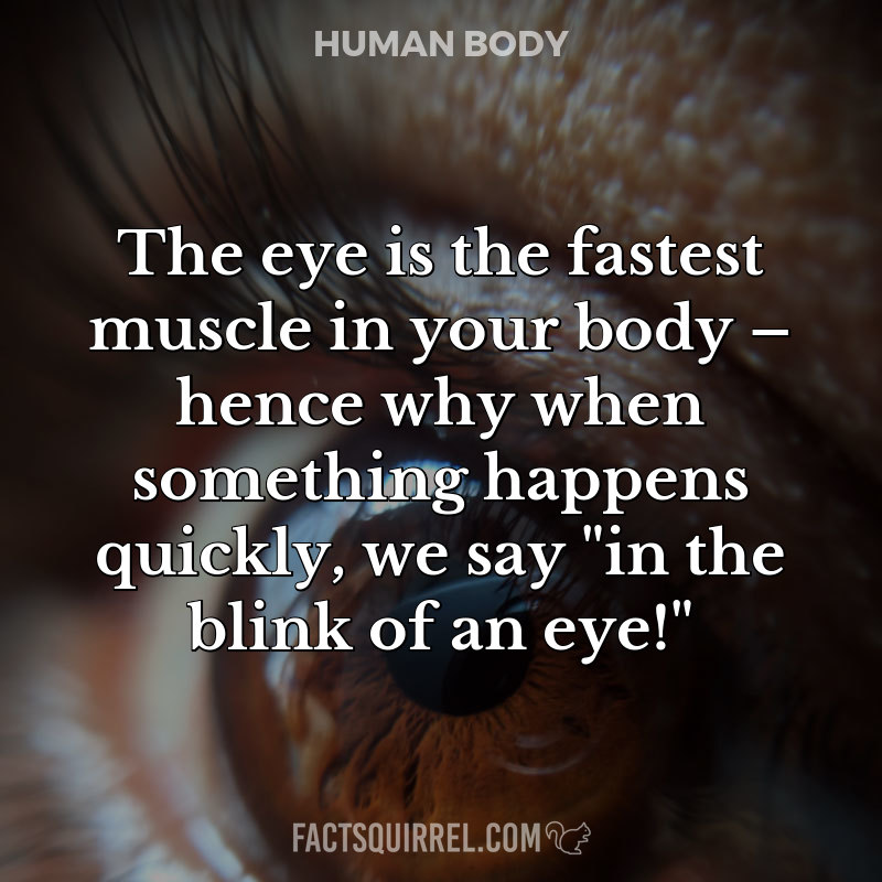 The eye is the fastest muscle in your body – hence why when something happens quickly, we say 