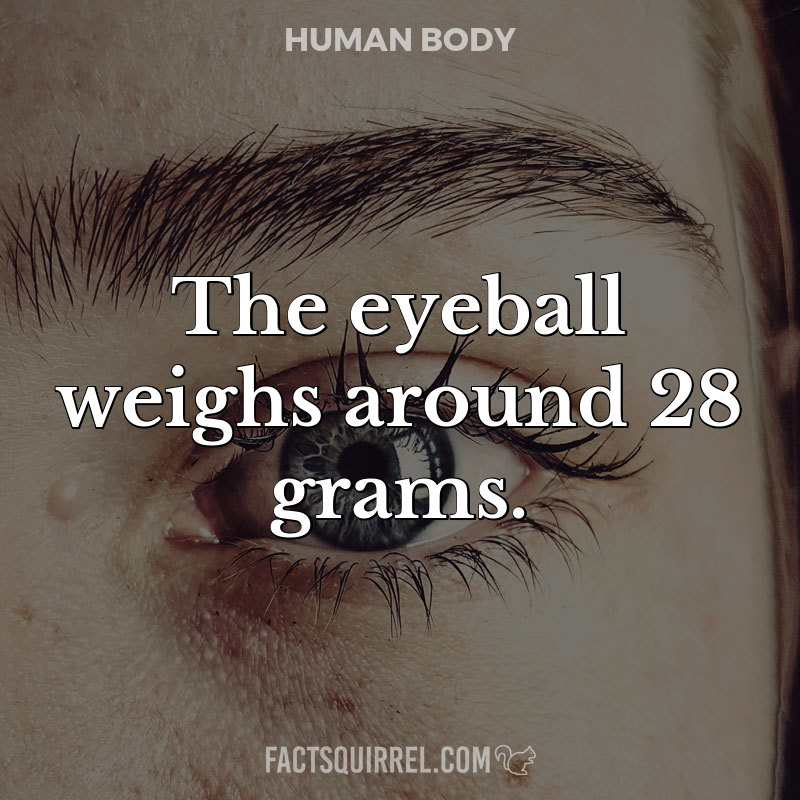 The eyeball weighs around 28 grams