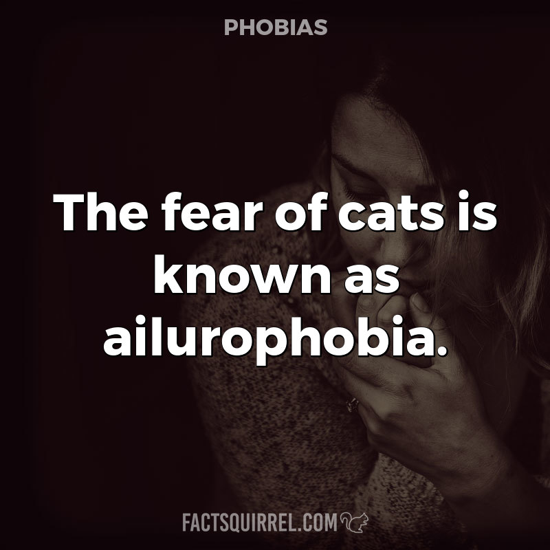 The fear of cats is known as ailurophobia