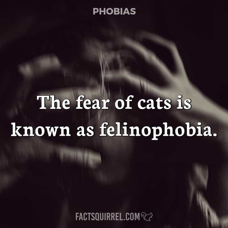 The fear of cats is known as felinophobia