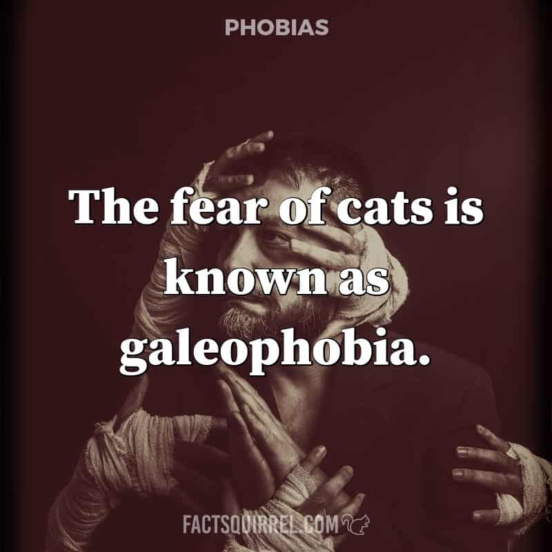 The fear of cats is known as galeophobia