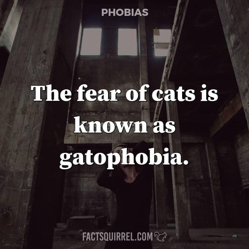 The fear of cats is known as gatophobia