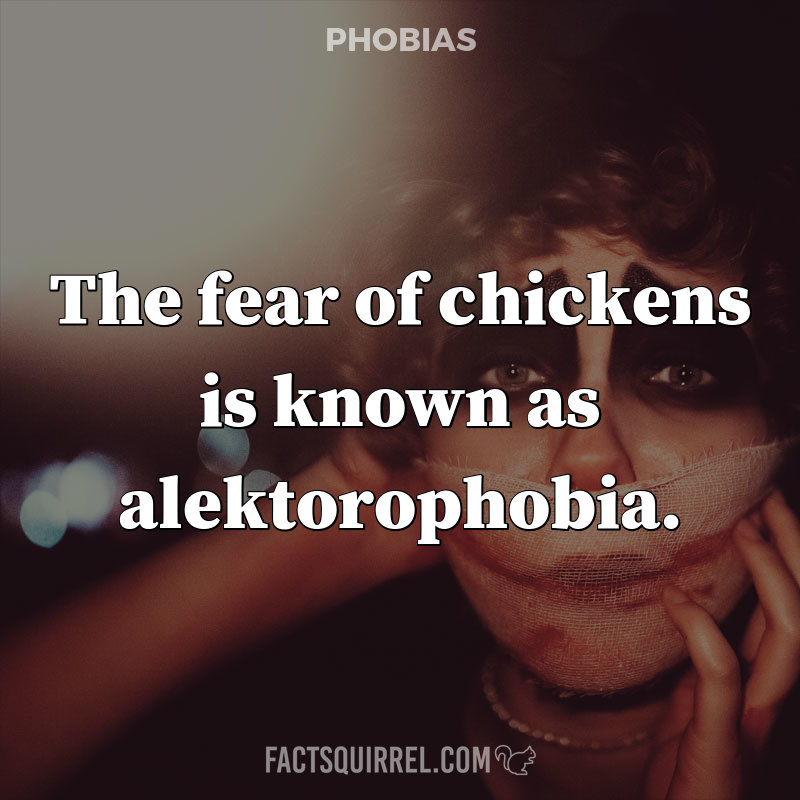 The fear of chickens is known as alektorophobia