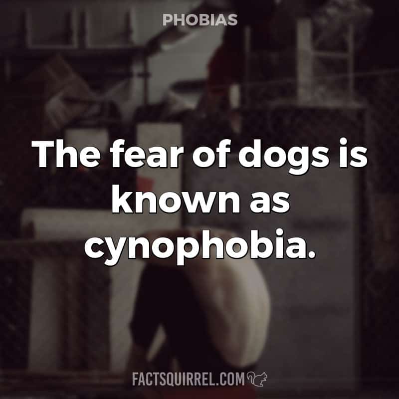 The fear of dogs is known as cynophobia