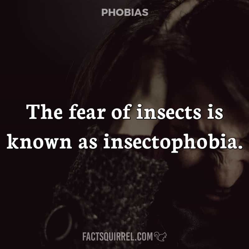 The fear of insects is known as insectophobia