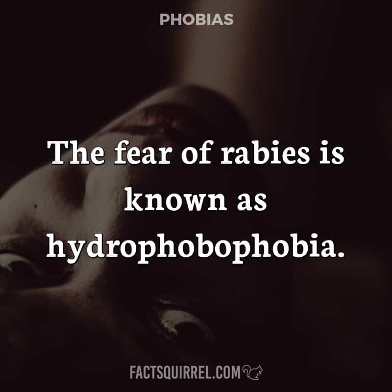 The fear of rabies is known as hydrophobophobia