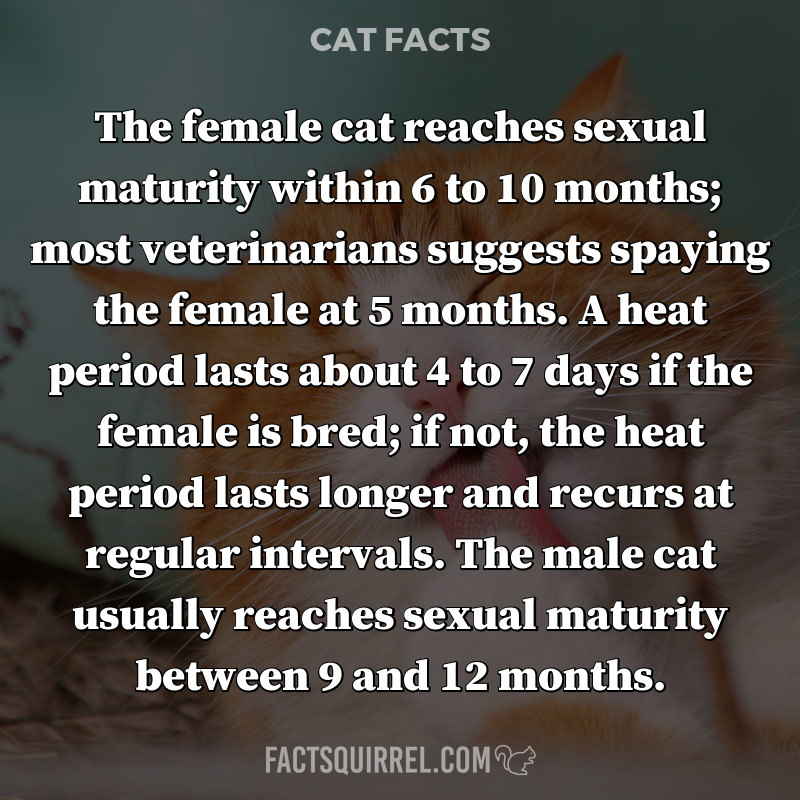 The female cat reaches sexual maturity within 6 to 10 months; most