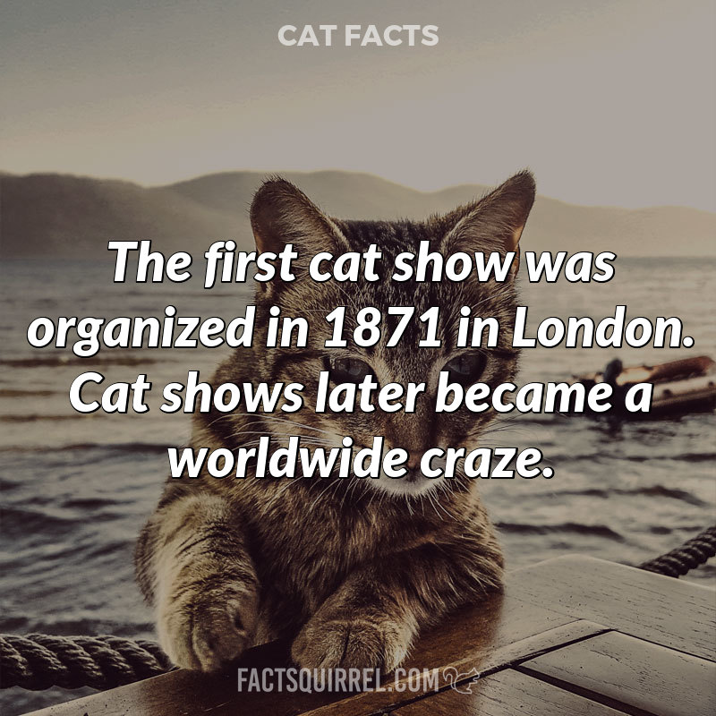 The first cat show was organized in 1871 in London. Cat shows later