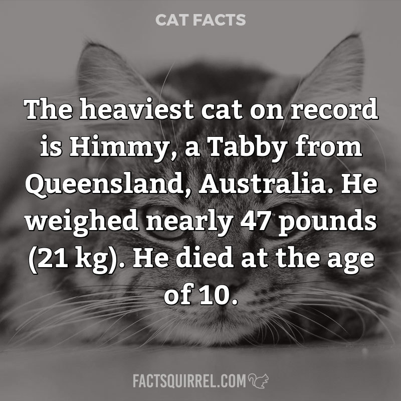 The heaviest cat on record is Himmy, a Tabby from Queensland, Australia.