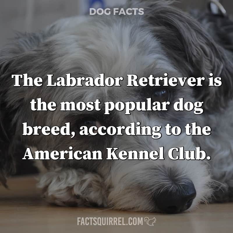 The Labrador Retriever is the most popular dog breed, according to the