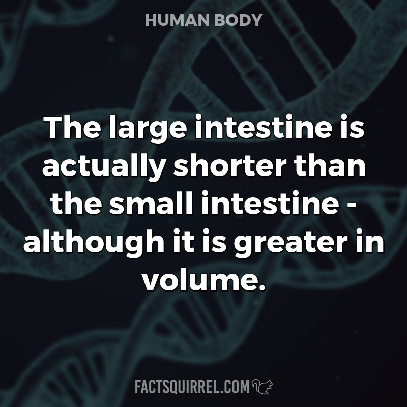 The large intestine is actually shorter than the small intestine –