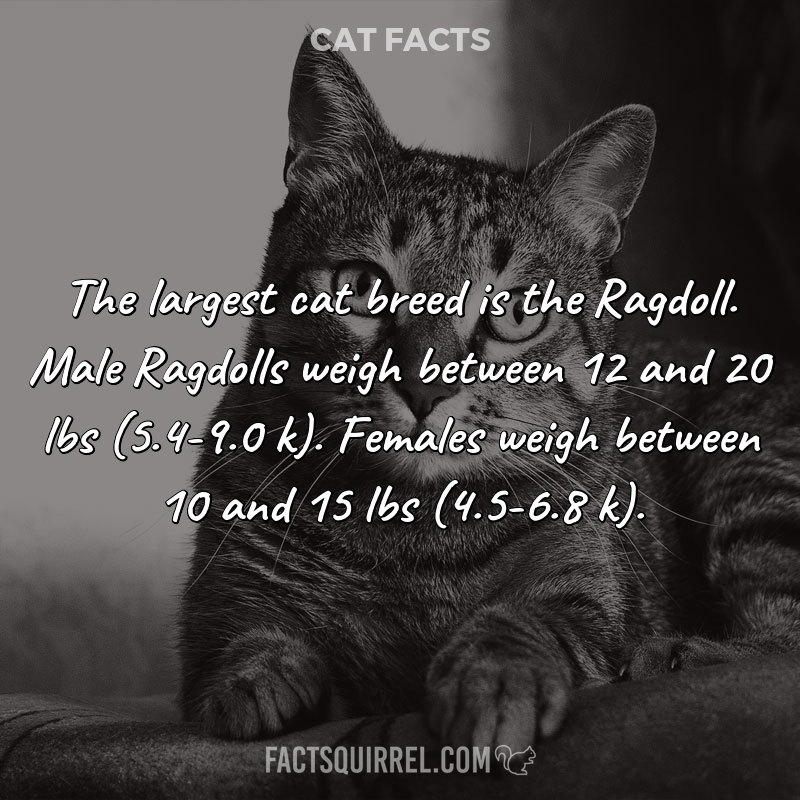 The largest cat breed is the Ragdoll. Male Ragdolls weigh between 12 and