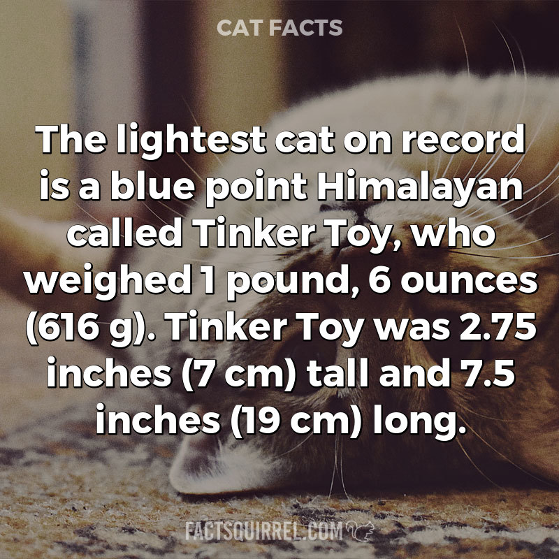 The lightest cat on record is a blue point Himalayan called Tinker Toy,