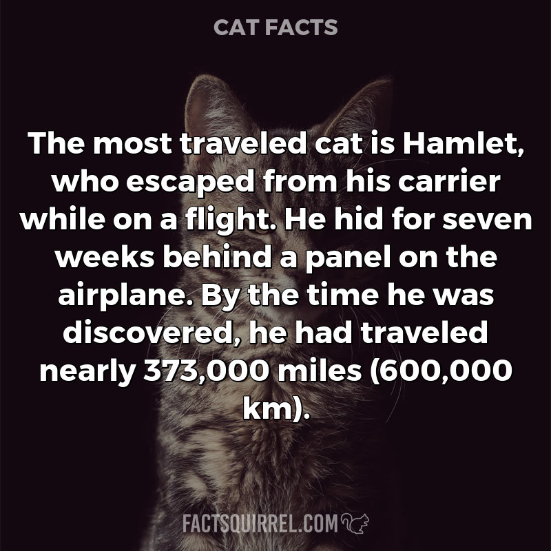The most traveled cat is Hamlet, who escaped from his carrier while on a