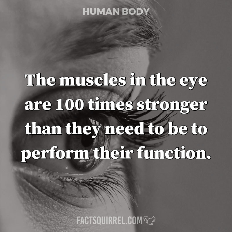 The muscles in the eye are 100 times stronger than they need to be to perform their function.