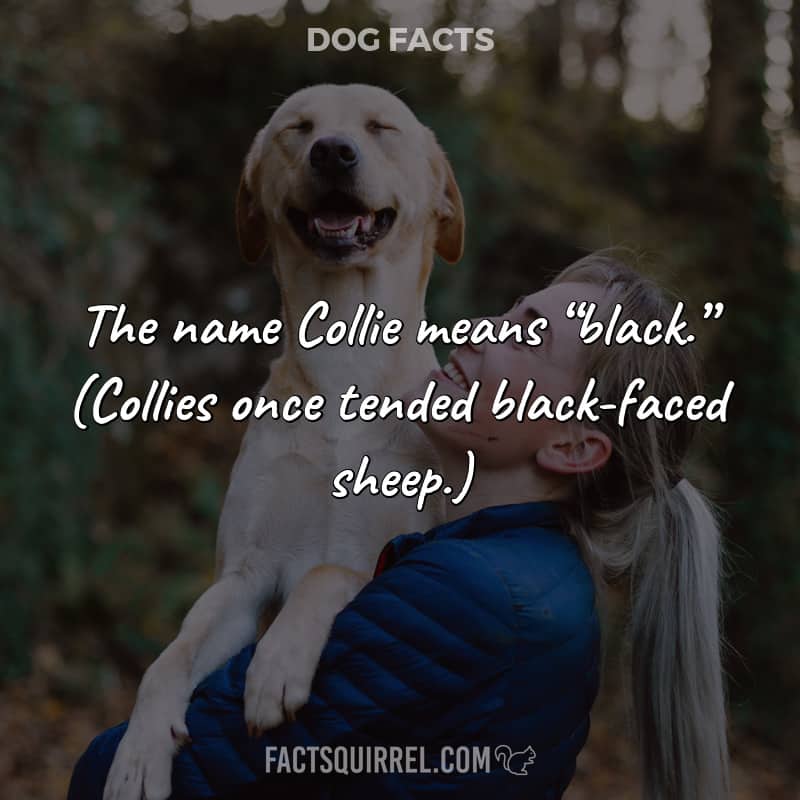 The name Collie means “black.” (Collies once tended black-faced