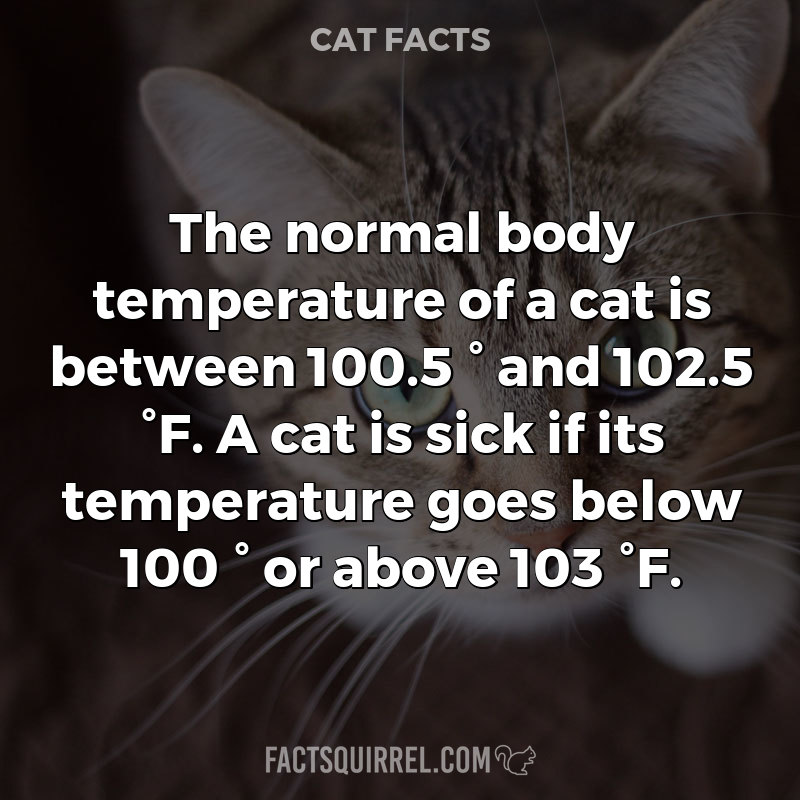 The normal body temperature of a cat is between 100.5 ° and 102.5 °F. A cat is sick if its temperature goes below 100 ° or above 103 °F.