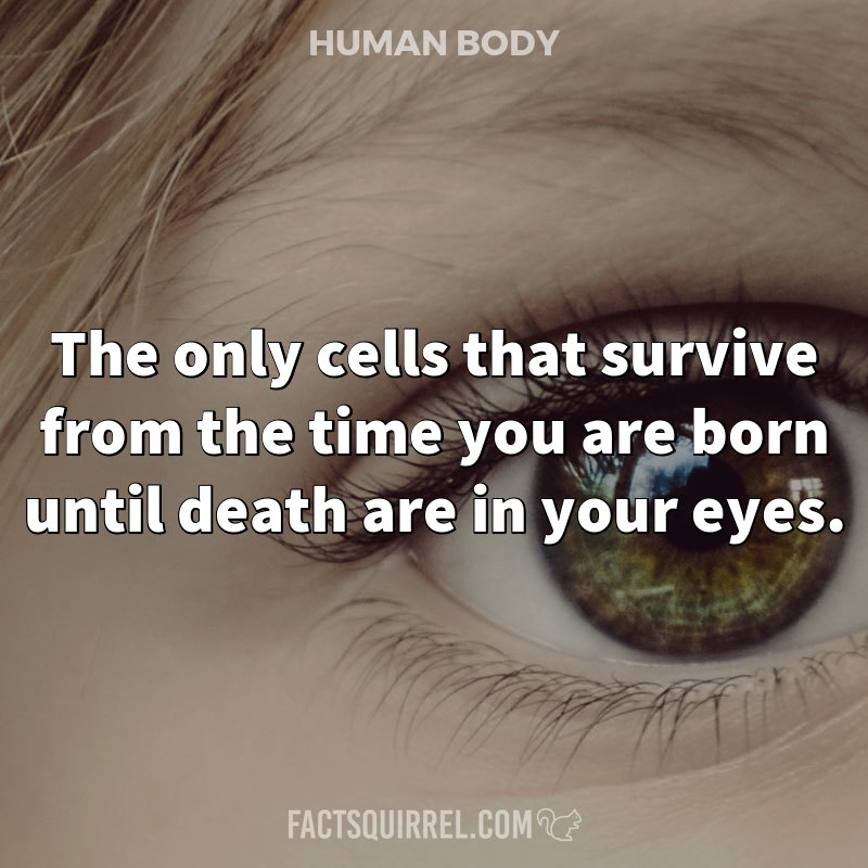 The only cells that survive from the time you are born until death are