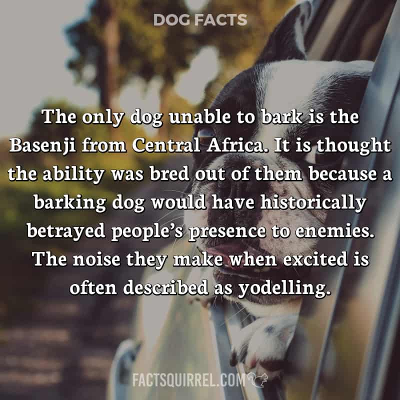 The only dog unable to bark is the Basenji from Central Africa. It is