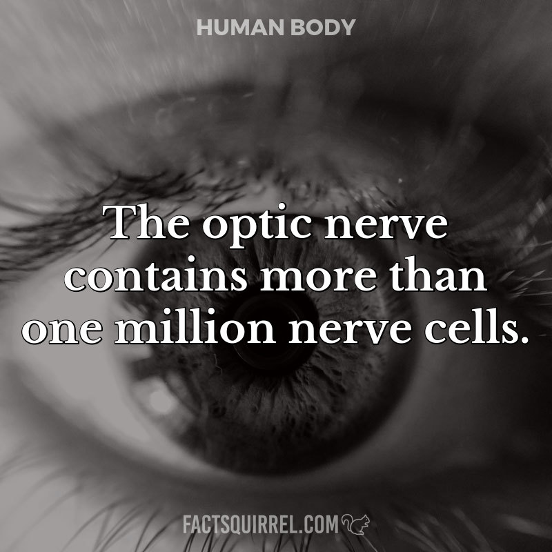 The optic nerve contains more than one million nerve cells