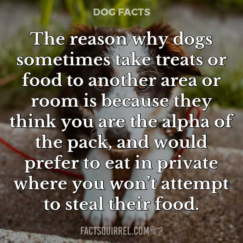 The reason why dogs sometimes take treats or food to another area or