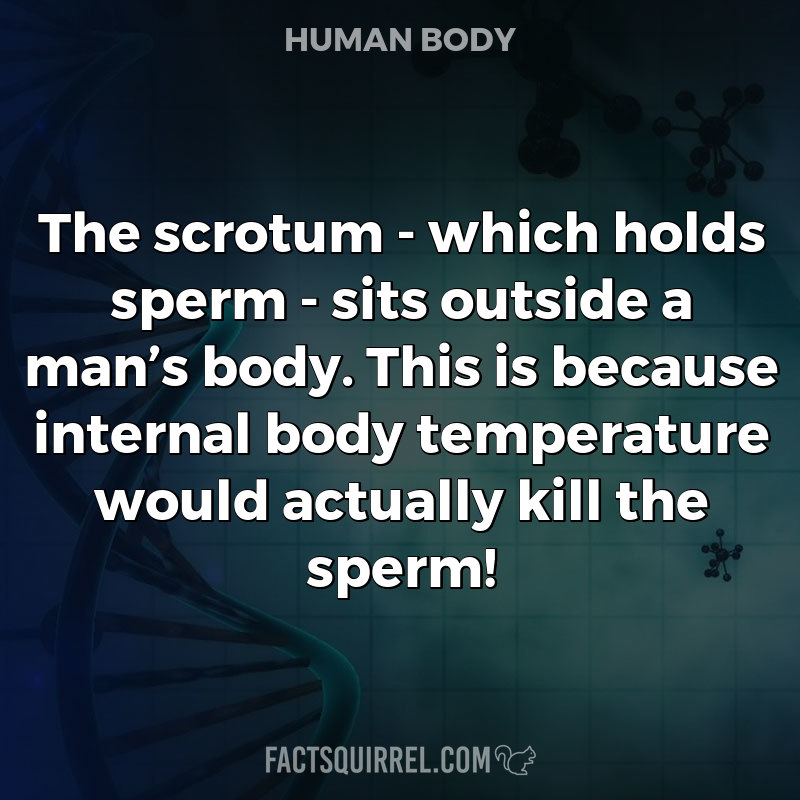 The scrotum – which holds sperm – sits outside a man’s body. This is