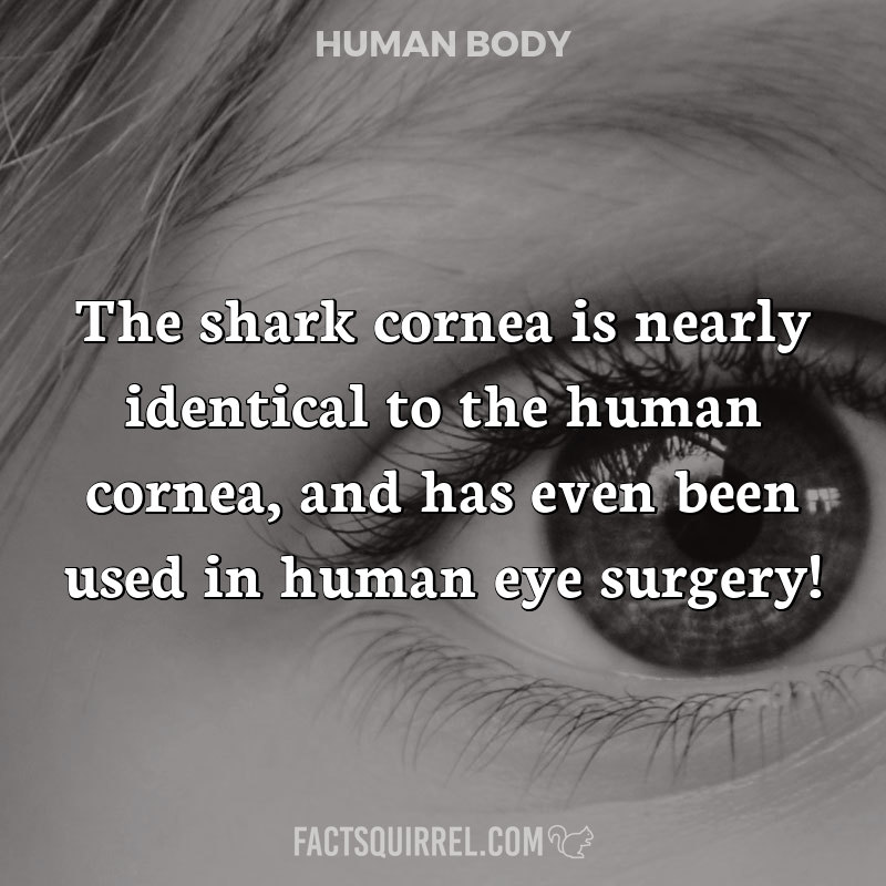 The shark cornea is nearly identical to the human cornea, and has even