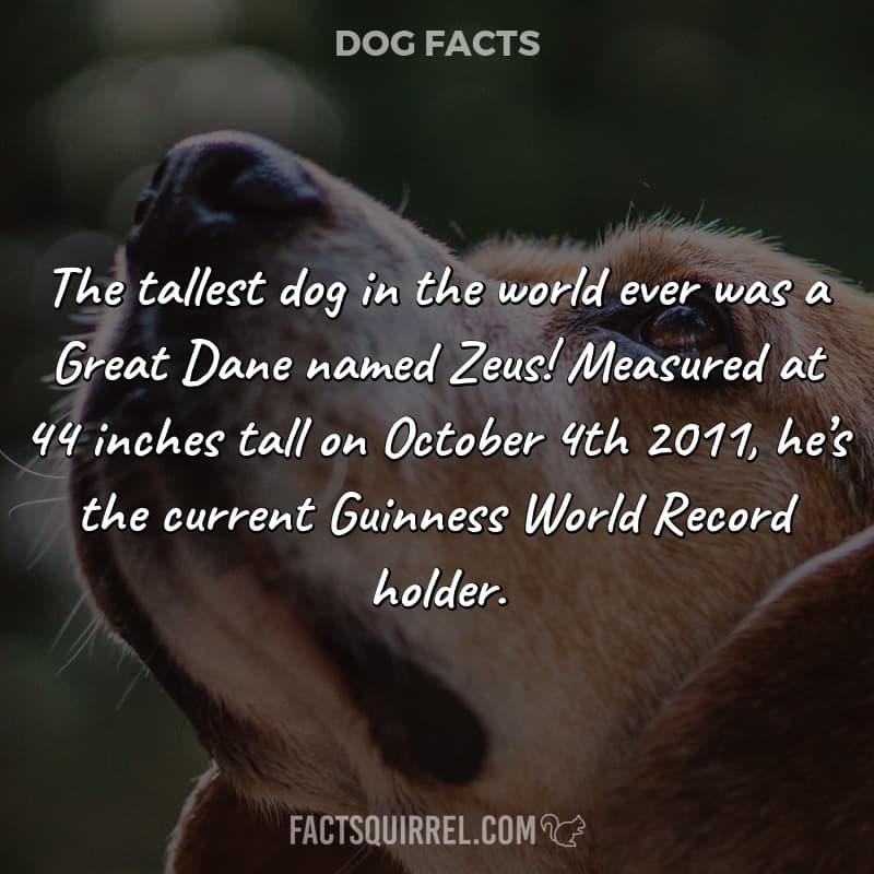 The tallest dog in the world ever was a Great Dane named Zeus! Measured