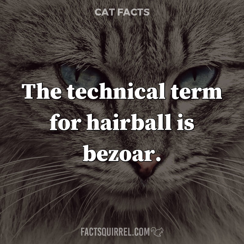The technical term for “hairball” is “bezoar.”