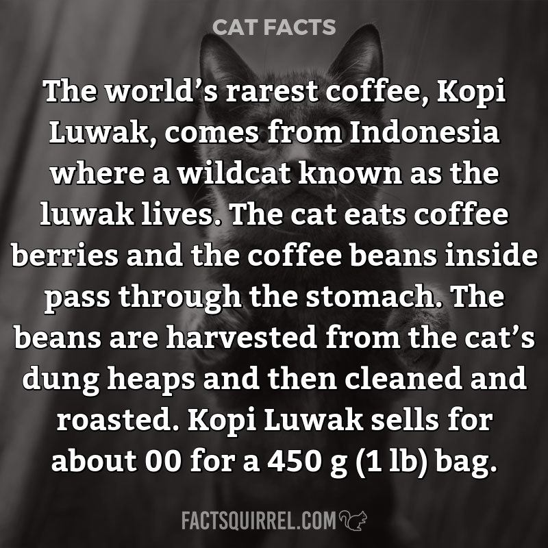 The world’s rarest coffee, Kopi Luwak, comes from Indonesia where a