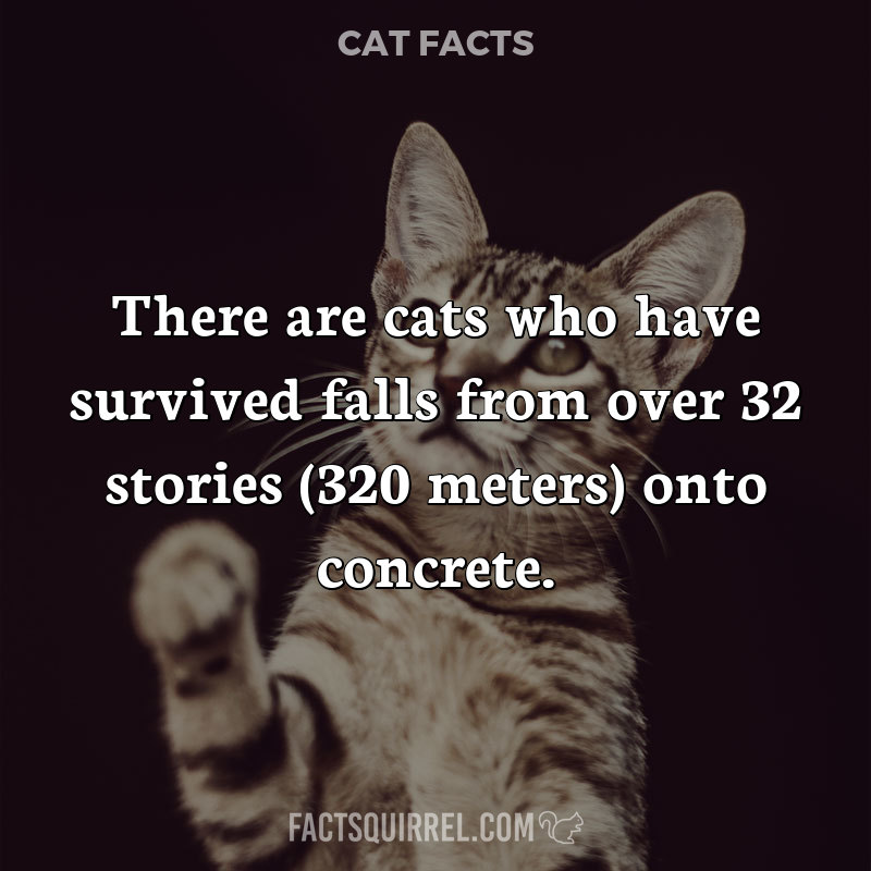 There are cats who have survived falls from over 32 stories (320 meters)