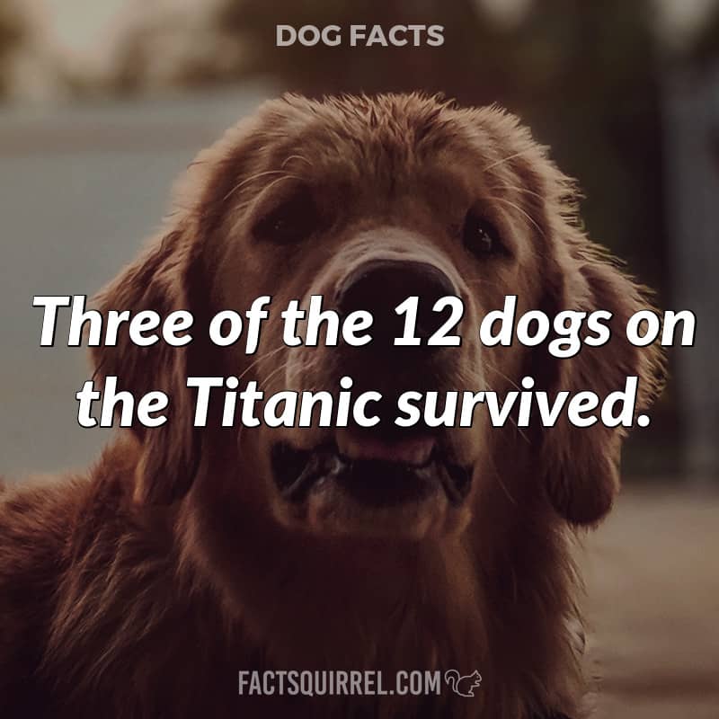 Three of the 12 dogs on the Titanic survived